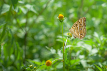 Sphagneticola trilobata flower on white background