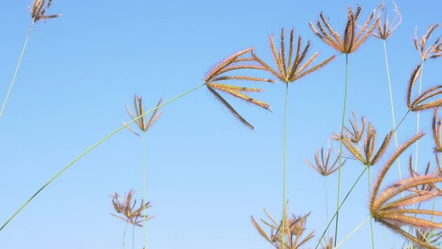 Low angle video shoot Meadow Grass with Blue Sky. Low angle Grass flower swaying soft wind with shine light in the morning blue sky and tiny white clouds, summer