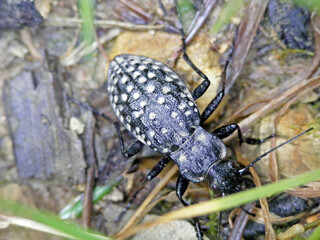 Carabus variolosus a species of black coloured ground beetle Carabidae. A rare and protected insect, Nature 2000.