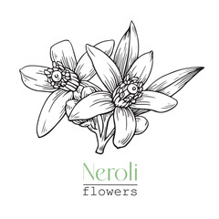 Elegant Citrus flowers Neroli. Hand drawn vector botanical illustration for design logo brending. Cosmetic, perfumery and medicinal plant.