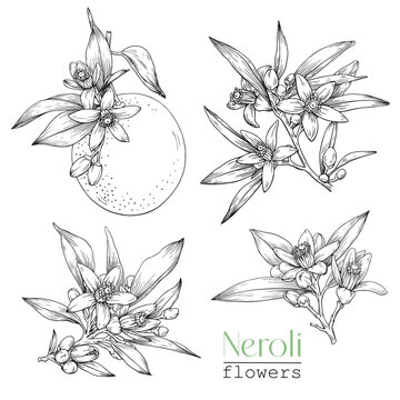 Set Blooming Neroli twig orange and flowers . Citrus flowering branch. Hand drawn vector botanical illustration for design logo brending. Cosmetic, perfumery medicinal plant