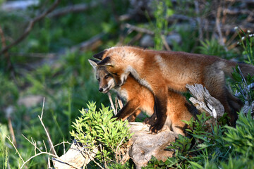 Obraz premium Spring scene of a cute curious baby Red Fox pups playing outside of their den