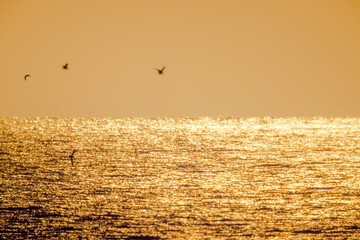 日差し浴びる水平線と飛ぶ鳥たち20201122-2