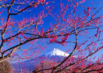 梅花咲く、岩本山公園から望む冠雪した富士山　静岡県富士市にて