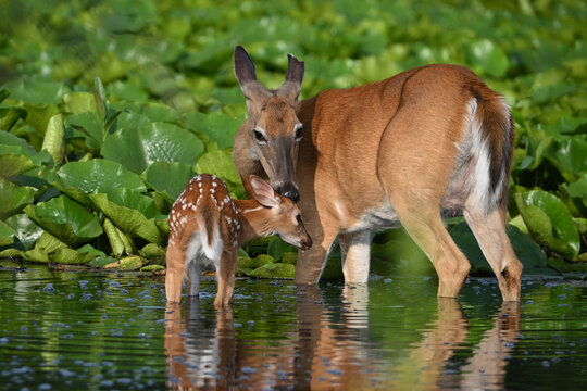 A cute baby white tailed deer fawn with its mother find relief in a marsh during a recent heat wave	
