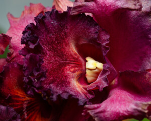 Orchid cattleya red flower close-up - obrazy, fototapety, plakaty