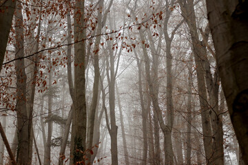 Bare tree trunks in a misty mystical forest