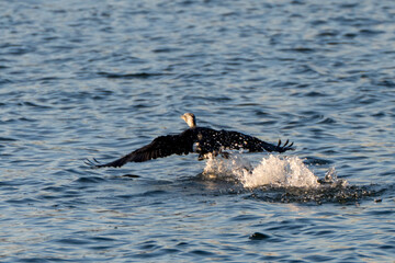 Obraz premium A cormorant (Phalacrocorax carbo) flapping its wings as it runs through the river.