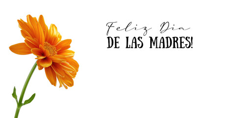 A single orange flower with the words feliz dia de las madres. It means Happy Mother's day in Spanish.
