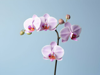 Naklejka na ściany i meble Orchid flower in studio background, single orchid flower, Beautiful flower images