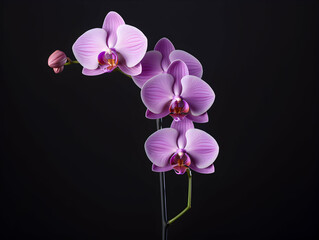 Fototapeta na wymiar Orchid flower in studio background, single orchid flower, Beautiful flower images