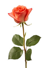 a rose in transparent background