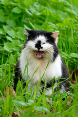 Fototapeta premium Cat in the grass