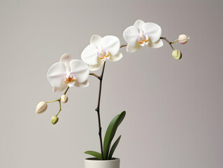 Obraz premium Orchid flower in studio background, single orchid flower, Beautiful flower images
