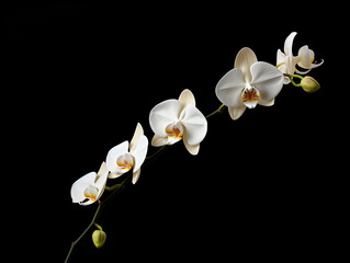 Orchid flower in studio background, single orchid flower, Beautiful flower images
