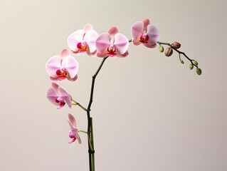 Orchid flower in studio background, single orchid flower, Beautiful flower images