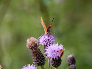Small Copper Butterfly Feeding on Creeping Thistle