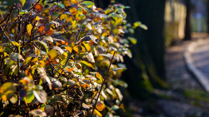 bushes colorful leaves blur bokeh for text