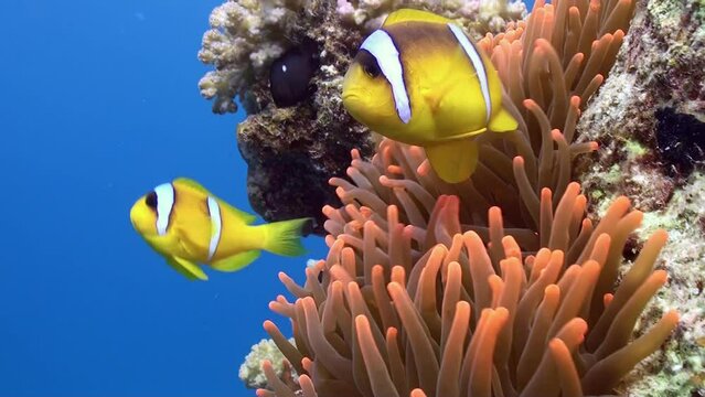 Close-up sea anemone and bright fish clownfish in underwater nature. Fish clownfish find refuge in arms of delicate sea anemone.