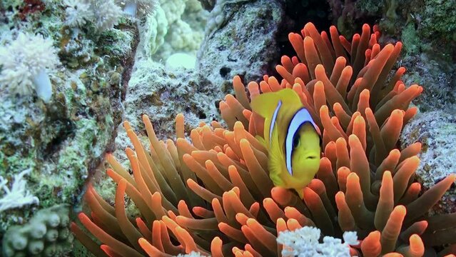 Anemones are fascinating marine creatures in underwater ocean. Anemones are fascinating marine creatures that belong to the phylum Cnidaria, which also includes corals.