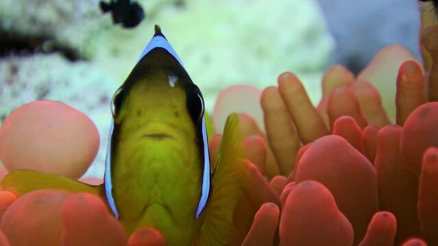 Close-up underwater realm comes alive with sea anemones and fish clownfish. Watch as fish clownfish gracefully navigate around vibrant sea anemones.