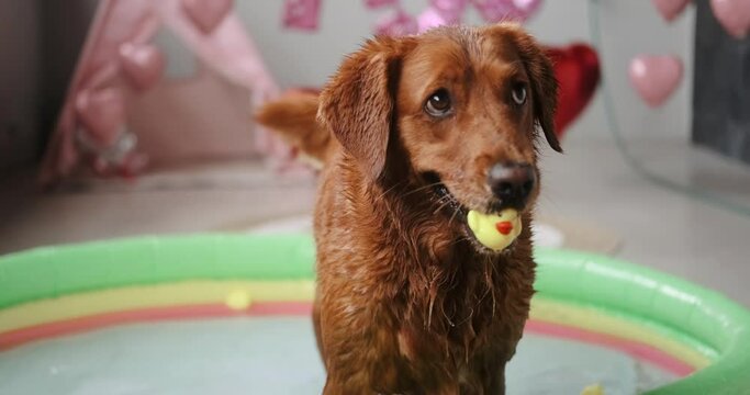 A wet golden retriever dog stands in an inflatable pool in the water and holds a small rubber yellow duck in its mouth. A funny dog plays in the pool on Valentines Day. Heart balloon in background.