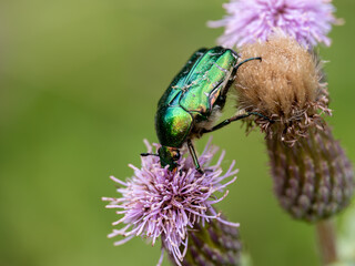 Rose Chafer Feeding on Creeping Thistle