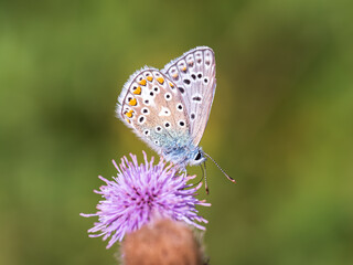 Common Blue Butterfly Feeding on Creeping Thistle