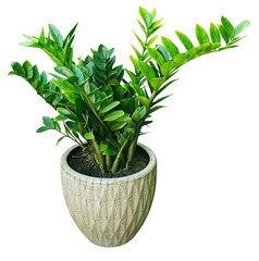 Zamioculcas zamiifolia that growth and pot isolated on white background