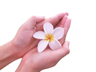 Hand holding frangipani flower isolated on white background