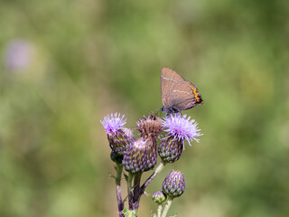 White-letter Hairstreak Butterfly on Creeping Thistle