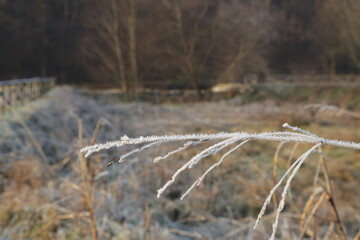 Frosty Lawn low angle of frosted grass.
