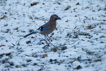 Eurasian Jay (Garrulus glandarius) sitting on snow covered ground in Zurich, Switzerland
