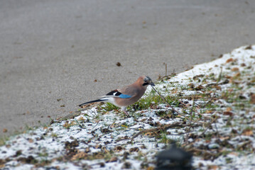 Eurasian Jay (Garrulus glandarius) sitting on snow covered ground in Zurich, Switzerland
