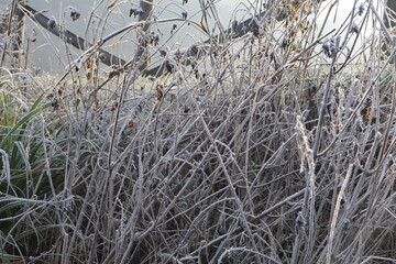 Prato gelido angolo basso di erba ghiacciata.