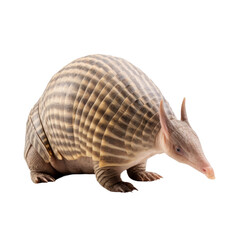 Armadillo on transparent background.