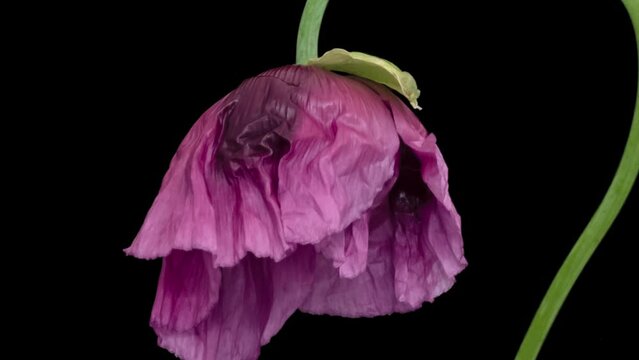 Macro time lapse blooming Opium Poppy (Papaver somniferum) flower, isolated on pure black background