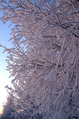 Tree branches, frost, dawn, morning, frost, background. The cold snap in Europe. Climate problems.