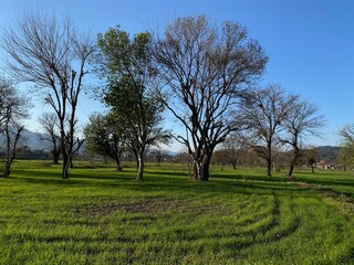 Fototapeta na wymiar trees in the fields green