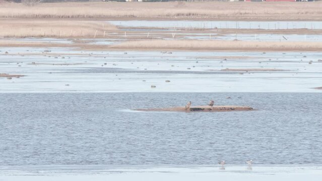 Two White-tailed eagle resting on a little island in a wetland, Long shot