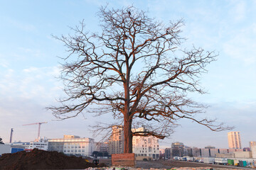 Fototapeta na wymiar Solitary tree in an urban wasteland. Ivry-sur-Seine city