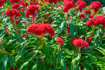 Big Red Celosia argentea blooming in garden.