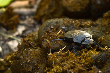 Dung beetle on dung