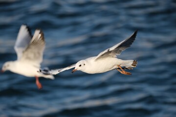 Obraz premium seagull flying over the sea