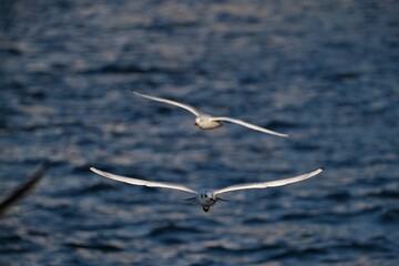 seagull flying over the sea