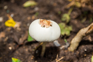 Wild mushrooms grow in a flower bed at noon