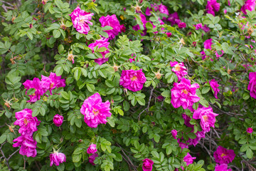A blooming rosehip in the garden. Wild shrub of medicinal flower, Pink Rose