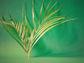 Abstract or Lent Season,Holy Week and Palm Sunday Concepts - palm leaf in green vintage background....