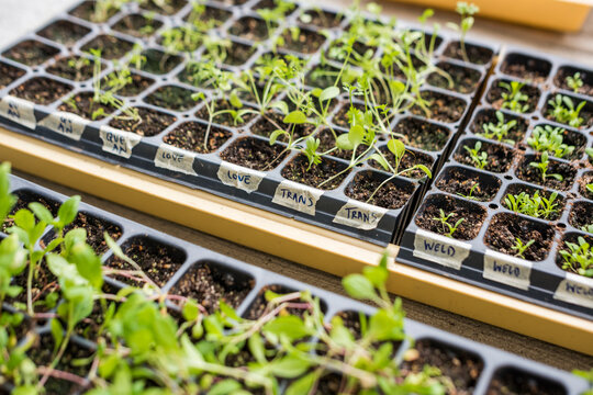 Sunflower seedlings sprouting in grow trays outdoors