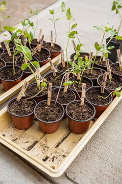 Sunflower seedlings sprouting in grow trays outdoors
